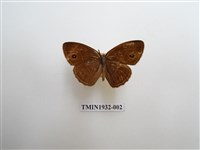 藏品(淡色眉眼蝶)的圖片